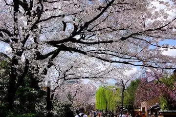 <p>Cherry blossoms in the daytime are colorful and cheerful</p>