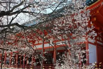 The cherry blossoms in full bloom on a calm spring day