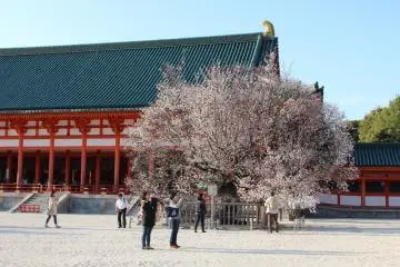 A view of a flowering cherry blossom tree on the grounds