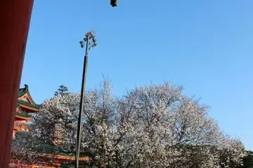 After the Heian Period, a tachibana orange tree (right), thought to be useful in achieving longevity, and a cherry blossom tree (left), were planted at the Western entrance to the southern area of this shrine, which was once the imperial palace