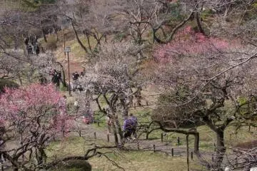 About 200 plum trees covering 1100 square meters gradually open, and make the park a very pleasant place to hang out. (Photo: Larry Knipfing)