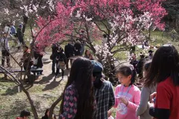 The Okura-yama plum garden is a popular spot for picnic-goers, especially (of course!) during the plum blossom season. Here you will find people sitting on the ground enjoying the flowers, food and chatting. (Photo: Larry Knipfing)