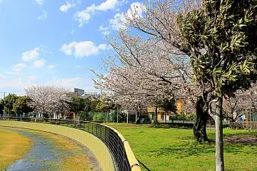 <p>Despite the constant rain and strong winds, the place looks lovely because of the dominant pinkish tint of the Cherry Blossom flowers.</p>