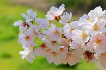 Up close and personal with one of the symbols of Japan (Photo: Tyra 'nell Pille)