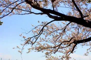<p>Live simply, enjoy nature's beauty and love unconditionally.</p>