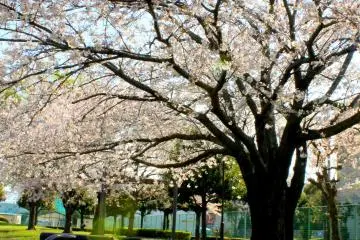 <p>When you feel blue, sit down under the Cherry Blossom tree full of pinkish flowers, look at your surroundings and evaluate your feelings after 10 minutes.</p>