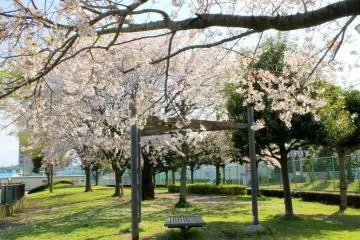 <p>The "Bermuda Triangle"-style bench and the Cherry Blossoms</p>