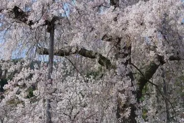 <p>ต้นซากุระพันธุ์กิ่งย้อยกำลังแสดงความงดงามอย่างเต็มที่</p>
