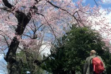 Tsutsujigaoka Park with cherry blossoms.
