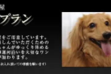 <p>สัตว์เลี้ยงสามารถเข้าพักได้ด้วย</p>