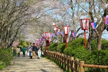 Beautifully landscaped walking paths and lanterns to celebrate the cherry blossom season