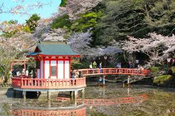 Cherry blossom trees surround the large pond to highlight Bentendou and its bridge