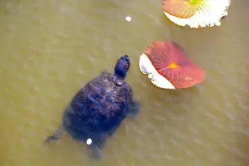 Even the turtles were enjoying the Cherry Blossom Festival at Mobara&nbsp;Park