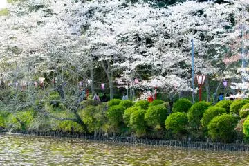 The&nbsp;Yoshino Cherry tree is the most prevalent species at Mobara Park