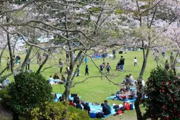 Enjoy a hanami party in the large grassy area