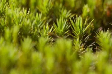 Along the Susuki Plain you'll find beds of moss; this is a macro view