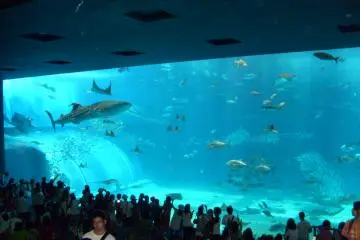 Okinawa Churaumi Aquarium