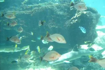 <p>All the colors you can count: tropical fish show themselves off.</p>