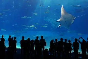 Admiring the manta rays. (Photo: <a href="http://commons.wikimedia.org/wiki/File%3AMobula.jpg" target="_blank" rel="noreferrer noopener nofollow">Wikimedia Commons</a>)