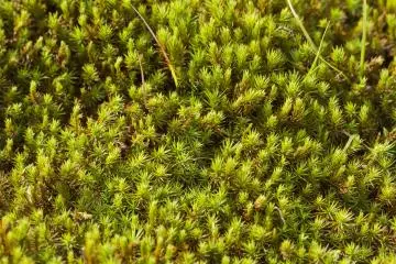<p>กลุ่มมอสขนาดใหญ่นี้ haircap ทั่วไป (กลุ่ม Polytrichum ) หรือ umasugigoke ใกล้บ่อ; นุ่มและนุ่ม มอสชนิดนี้มีการปลูกกันอย่างแพร่หลายมากในสวนญี่ปุ่น</p>