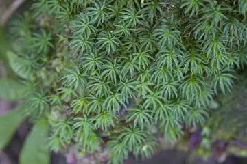<p>Delightful mosses grace the path</p>