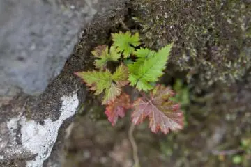 <p>Tender young leaves starting to change colors</p>