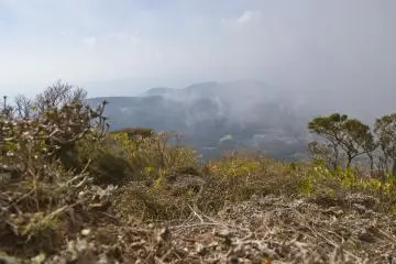 <p>You'll reach the cloud line when the forest thins out</p>