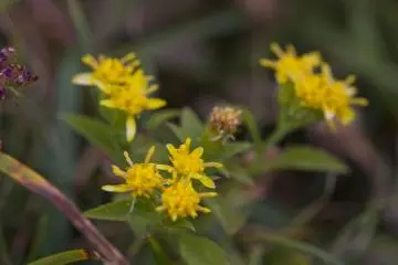 <p>One of the very few flowers in this landscape, akinokirinsou, or European goldenrod (Solidago virgaurea)</p>