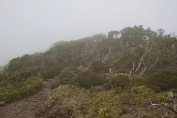 <p>Typical brush of the windswept top of the mountain</p>