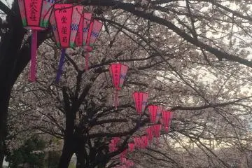 Street lanterns displayed for night festival