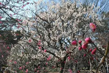 Plum blossoms