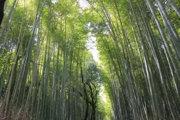 ทางเดินเลียบป่าไผ่ที่ Arashiyama