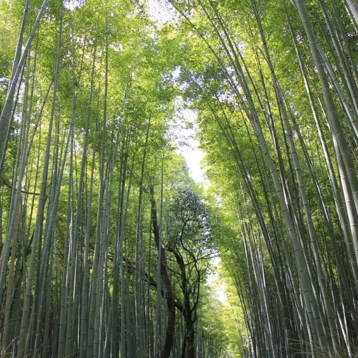 The Bamboo Forest of Arashiyama - Arashiyama, Kyoto - Japan Travel
