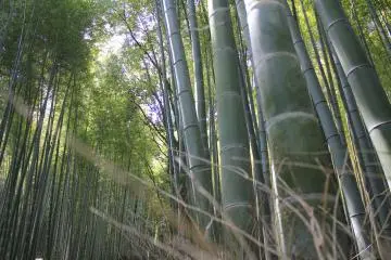 Une autre vue de Sagano, Kyoto
