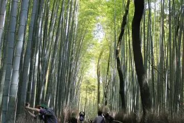 Chemins de bambous