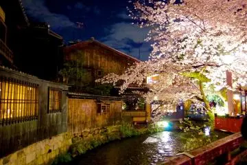 Illuminations des fleurs de cerisiers