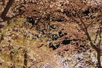 Une beauté fascinante