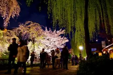 Des pétales roses dans le bleu de la nuit