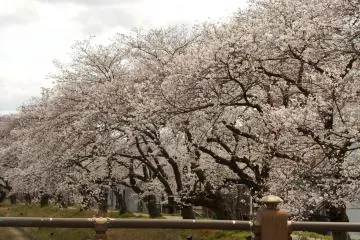 <p>ดอกซากุระบานเต็มที่ใกล้สะพาน Tsukumo</p>