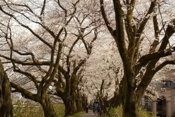 <p>อุโมงค์ดอกซากุระบนริมฝั่งแม่น้ำ</p>