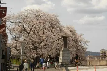 <p>สะพาน&nbsp;Tsukumo และต้นซากุระบานสะพรั่ง</p>