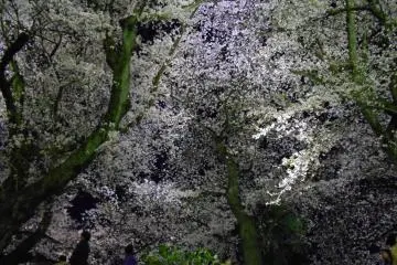 Lit-up cherry blossoms on Asuwa riverbank. Beautiful! 