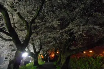 Cherry blossom tunnel at Asuwa riverside-walk at night