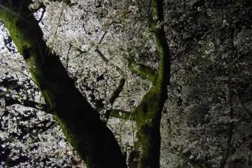 조명업 체리 클로즈업