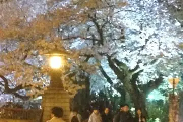츠쿠모 다리 근처에서 야간 벚나무를 즐기는 주민들