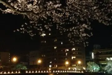 아수와 강둑에 조명이 들어오는 쓰쿠모 교량과 벚나무