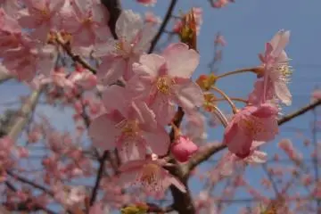 Las primeras flores de cerezo en Kanagawa