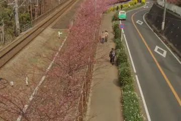 Mil cerezos Kawazu-zakura cerca de la estación de Miura-kaigan comienzan a florecer a finales de enero y principios de febrero y el proceso dura todo un mes.