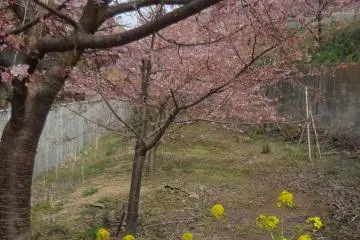 Además de los cerezos, árboles de colza comienzan a florecer casi al mismo tiempo.