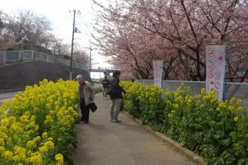 El contraste del rosa y el amarillo es realmente hermoso.
